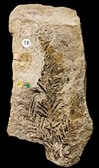 Coniferae Prints: Marskea jurassica, conifer