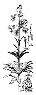 Midgley Collection: Martagon Lily