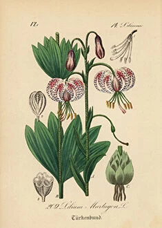 Lily Gallery: Martagon lily or Turks cap lily, Lilium martagon