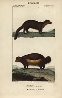 Martes Prints: Marten, Martes martes, and wolverine, Gulo gulo