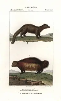 Martes Prints: Marten, Martes martes, and wolverine, Gulo gulo