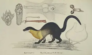Claw Prints: Martes flavigula, yellow-throated marten