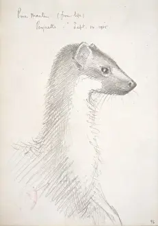 Martes martes, European pine marten
