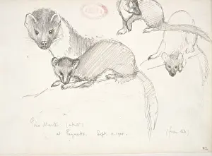 Coniferae Prints: Martes martes, European pine marten