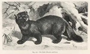 SABLE