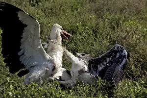 Images Dated 7th February 2011: Martial Eagle - attacking White Stork - the fight