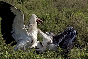 Images Dated 7th February 2011: Martial Eagle - attacking White Stork - the fight