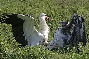 Aggressive Gallery: Martial Eagle - attacking White Stork - the fight