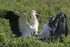 Images Dated 7th February 2011: Martial Eagle - attacking White Stork - the fight