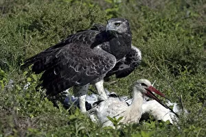 Images Dated 7th February 2011: Martial Eagle - attacking White Stork - the fight