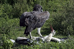 Images Dated 7th February 2011: Martial Eagle - attacking White Stork - the fight