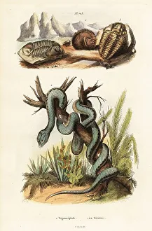 Herpetology Prints: Martinican pit viper and extinct trilobites