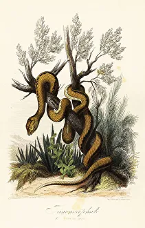 Achille Comte Prints: Martinique pit viper, Bothrops lanceolatus