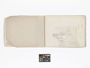 Mary Gibbs Shapter Drawing Book