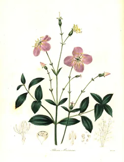 Maryland Gallery: Maryland rhexia, Rhexia mariana