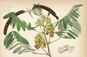 Maryland Gallery: Maryland wild senna, Senna marilandica