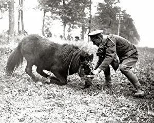 Mascot of the Kings Royal Rifles, Western Front, WW1