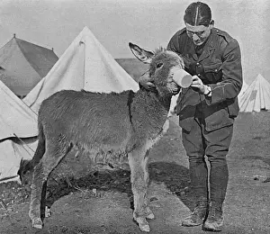 Regimental Prints: A Mascot in Salonika, WW1