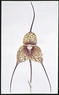 Orchidaceae Prints: Masdevallia chimaera, orchid