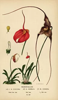 Nobile Collection: Masdevallia coccinea, Trisetella gemmata, Dracula chimaera
