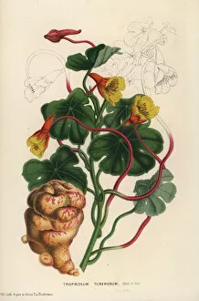 Serres Gallery: Mashua or tuberous nasturtium, Tropaeolum tuberosum