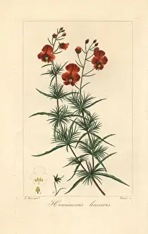 Botanicalillustration Prints: Mask flower, Alonsoa meridionalis, native to South America