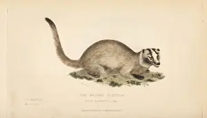 Griffith Prints: Masked palm civet or gem-faced civet, Paguma larvata