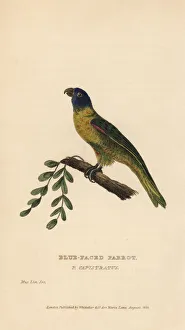 Shining Collection: Masked shining parrot, Prosopeia personata