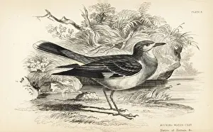 Flycatchers Prints: Masked water tyrant, Fluvicola nengeta