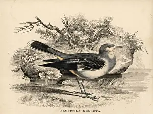 Masked water tyrant, Fluvicola nengeta
