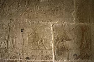 Laborer Collection: Mastaba of Nefer and Kahay. Relief. Two ranchers attending t
