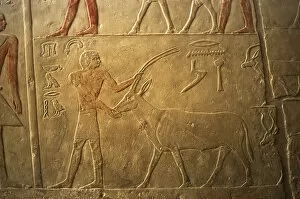 Mastaba of Ptahhotep and Akhethotep. Male figure with an ant