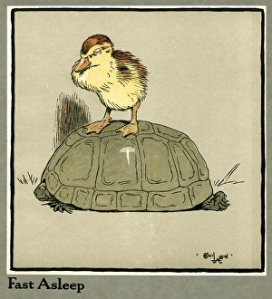 Hoping Gallery: Master Quack the duckling riding a tortoise