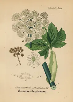 Masterwort, Peucedanum ostruthium