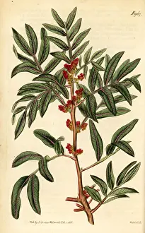 Curtis Prints: Mastic or lentisk, Pistacia lentiscus