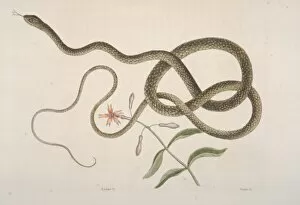 Colubridae Gallery: Masticophis flagellum, coachwhip snake