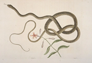 Serpentes Gallery: Masticophis flagellum, coachwhip snake