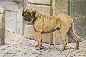 Images Dated 8th December 2011: Mastiff