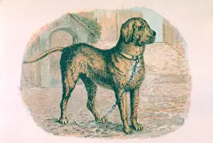 A mastiff on a chain Date: circa 1870