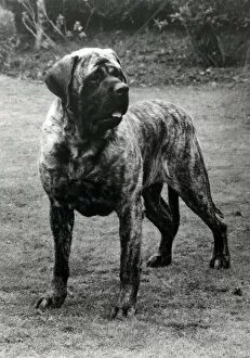 Images Dated 2nd January 2019: Mastiff - Forefoot Prince of Darkness
