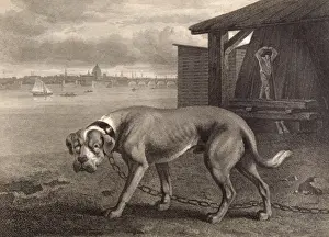 Mastiff (Reinagle)