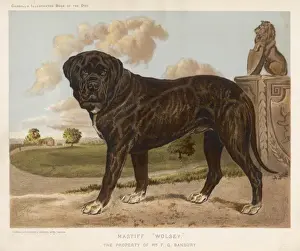 Mastiff (Shaw)