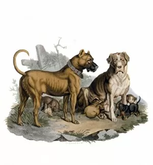 Images Dated 17th October 2012: Mastiffs & Puppies