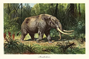 Mammuthus Prints: Mastodon of the extinct genus Mammuthus