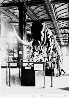 Natural History Museum Collection: Mastodon in Geological Gallery, December 1919
