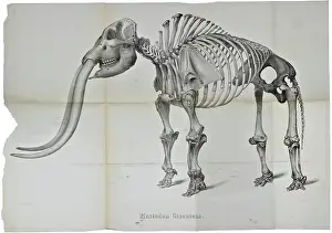 Neighbours Prints: Mastodon giganteus
