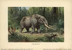 Tusk Prints: Mastodon, a large tusked mammal species of