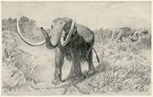 Ancestor Gallery: Mastodon / Prehistoric US
