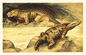 Mastodonsaurus and Pareiasaurus