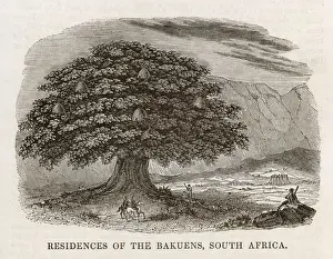 Matabele Tree-Houses
